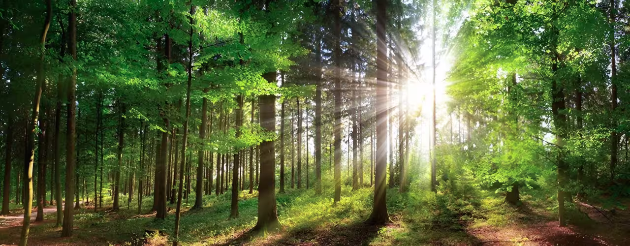 GPS-Based Tree Census for Urban Forestry and Environmental Monitoring