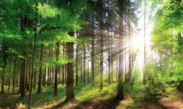 GPS-Based Tree Census for Urban Forestry and Environmental Monitoring